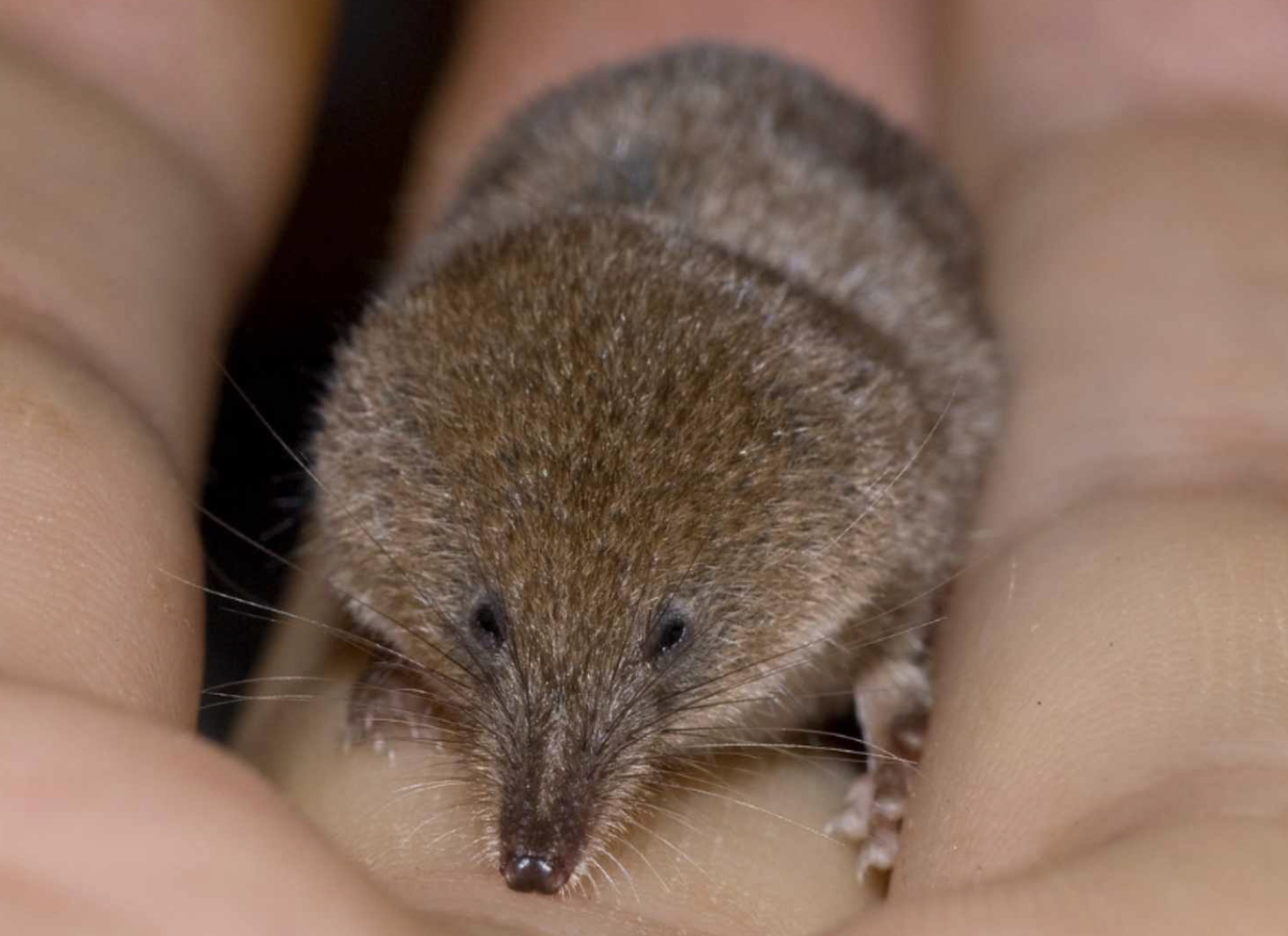 A New Discovery in Science: Meet Crocidura stanleyi, the World’s Smallest Mammal